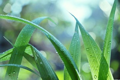 Close-up of wet plant