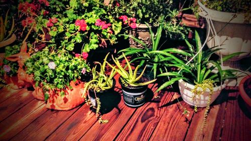 Close-up of plants