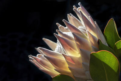 Close-up of flowering plant against black background