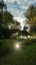 Trees growing on field against sky