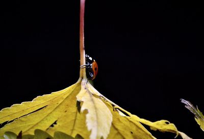 Close-up of insect on dry leaves
