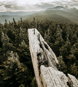 Misty view from fire tower on mountain top in vast maine forest