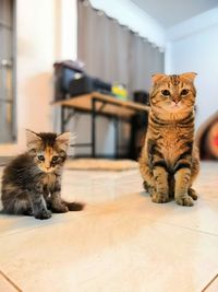 Portrait of cat sitting on floor