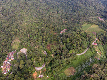 High angle view of trees growing in farm