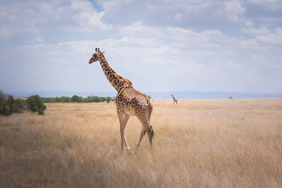 Giraffe standing on field against sky