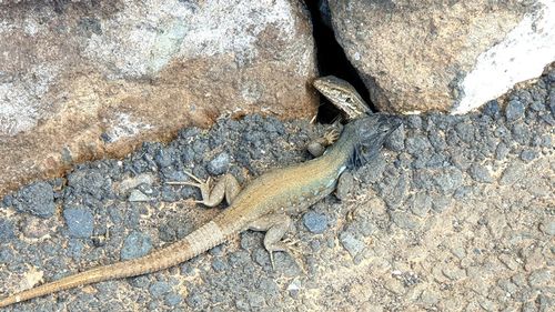 High angle view of lizard on rock