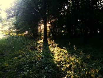 Trees in forest