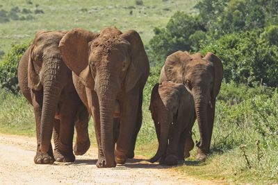 View of elephant on field