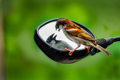 Close-up of bird perching on feeder