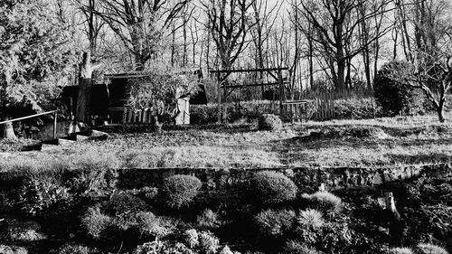 Bare trees on field in forest