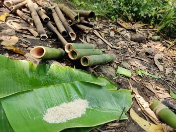 High angle view of plant