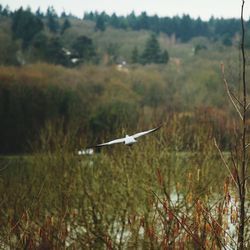 Airplane flying over trees growing on field