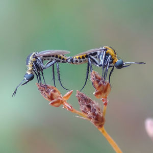 Close-up of insect on flower