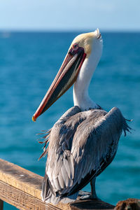 Bird perching on a sea against sky