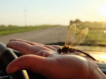 Close-up of hand holding insect