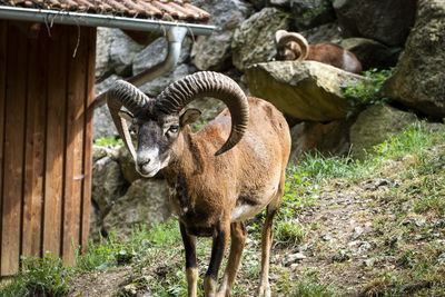 Sheep standing on field