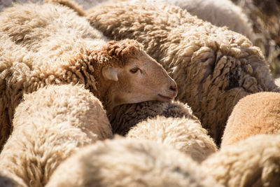 Close-up of sheep relaxing on farm