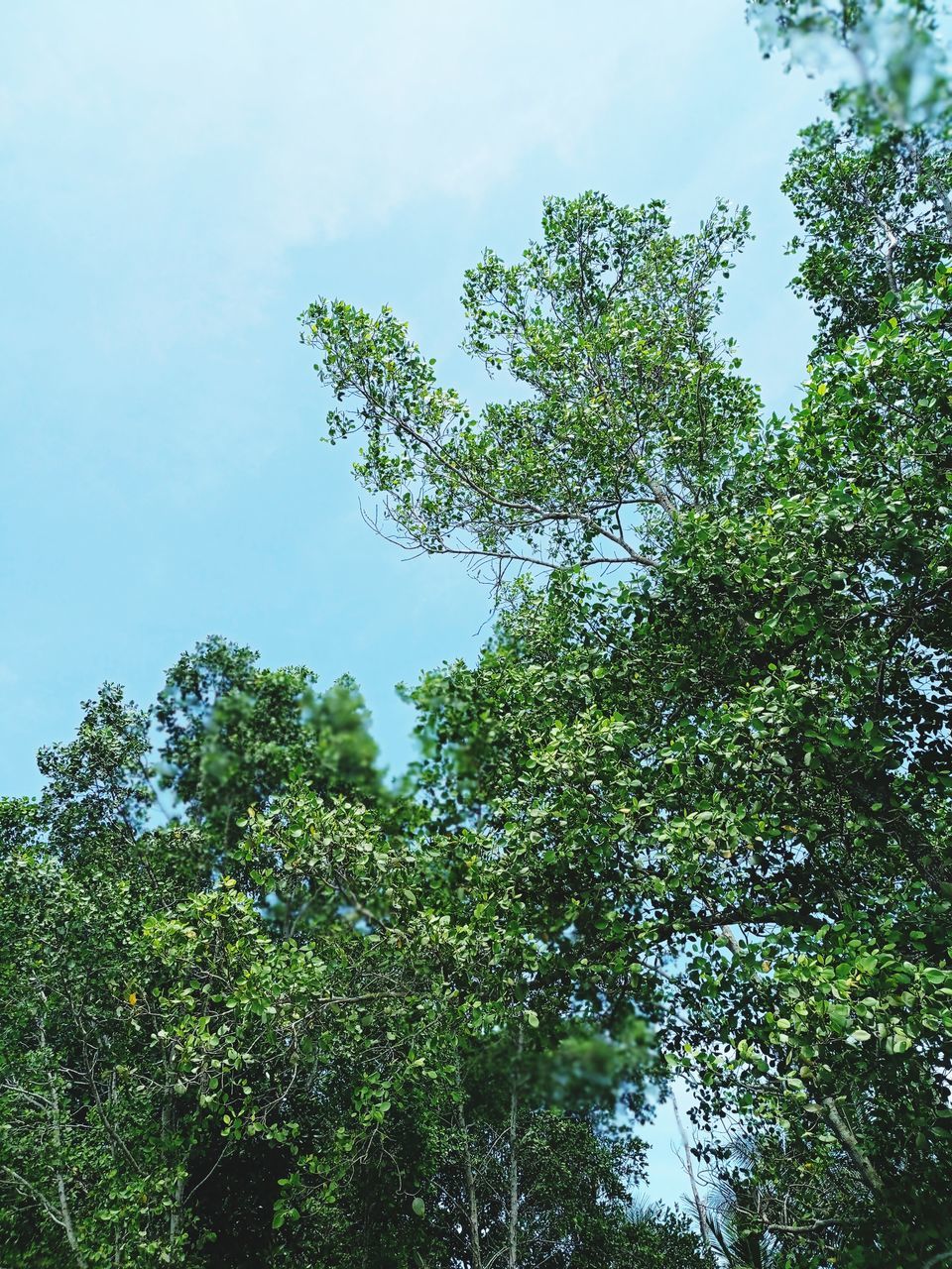 plant, tree, green, sky, leaf, forest, nature, low angle view, growth, natural environment, beauty in nature, branch, sunlight, no people, vegetation, day, flower, outdoors, tranquility, cloud, environment, jungle, plant part, foliage