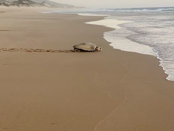 High angle view of crab on beach