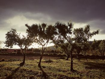 Trees on field against cloudy sky