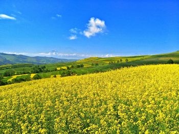 Scenic view of oilseed rape field against blue sky