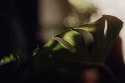 Plants collection in small millenials' rental flat, monstera deliciosa, adansonii, monkey mask