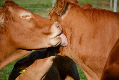 Close-up of cow