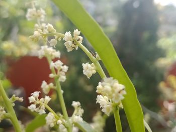 Close-up of white flowering plant