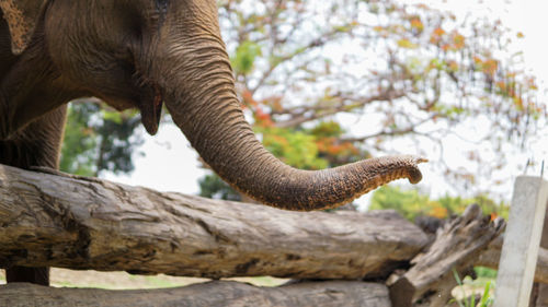 Close up of an elephant in elephant care sanctuary, mae tang, chiang mai province, thailand.