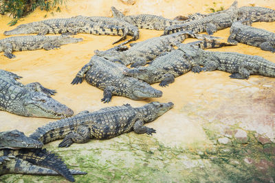 Crocodiles in the farm of crocodiles at pierrelatte in the department of drôme in france