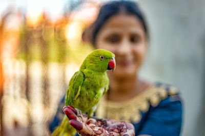 Portrait of parrot perching on woman holding bird