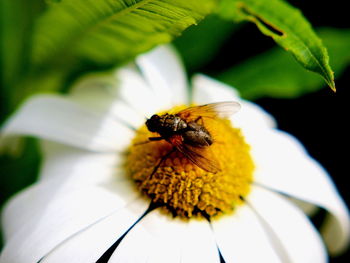 Close-up of honey bee on white flower