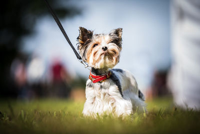 Portrait of dog on field