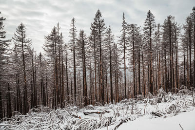 Trees on snow covered field in forest