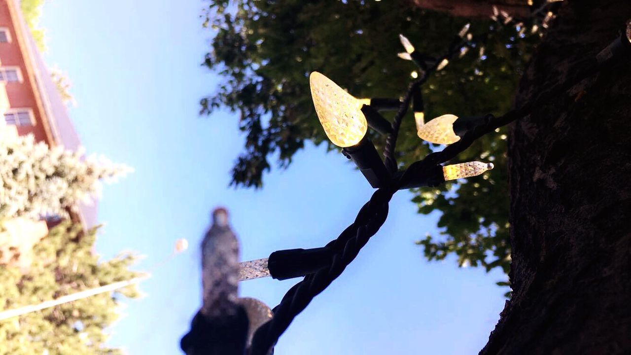 LOW ANGLE VIEW OF LEAVES ON TREE