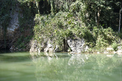 Scenic view of lake in forest