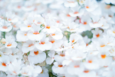 Full frame shot of white flowering plants