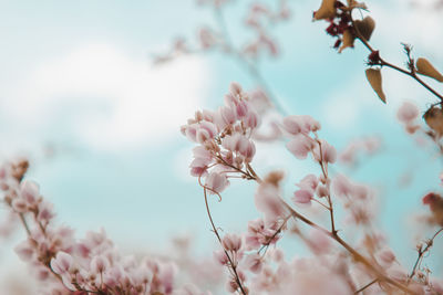 Close-up of pink cherry blossoms in spring