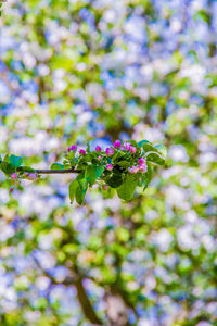 Close-up of pink flowering plant