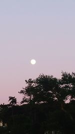 Low angle view of silhouette trees against sky at night