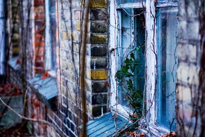 Plants hanging by broken window on brick wall