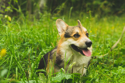 Corgi welsh pembroke smiles and lies in the summer grass