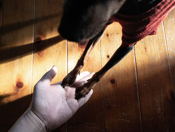 Close-up of pet owner training dog 