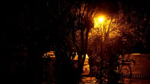 View of trees at night