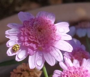 Close-up of pink flower