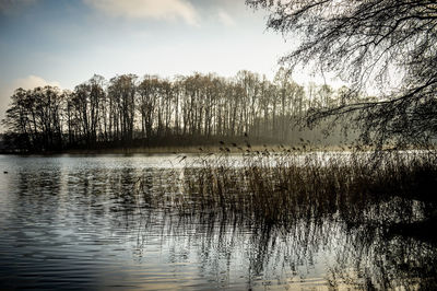 Reflection of trees in lake