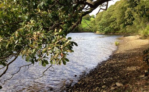 Scenic view of trees by river