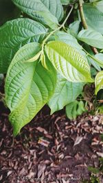 Close-up of leaves