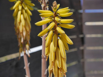 Close-up of yellow flowers against blurred background