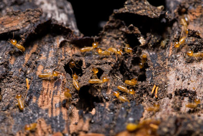 Close-up of insect on wood